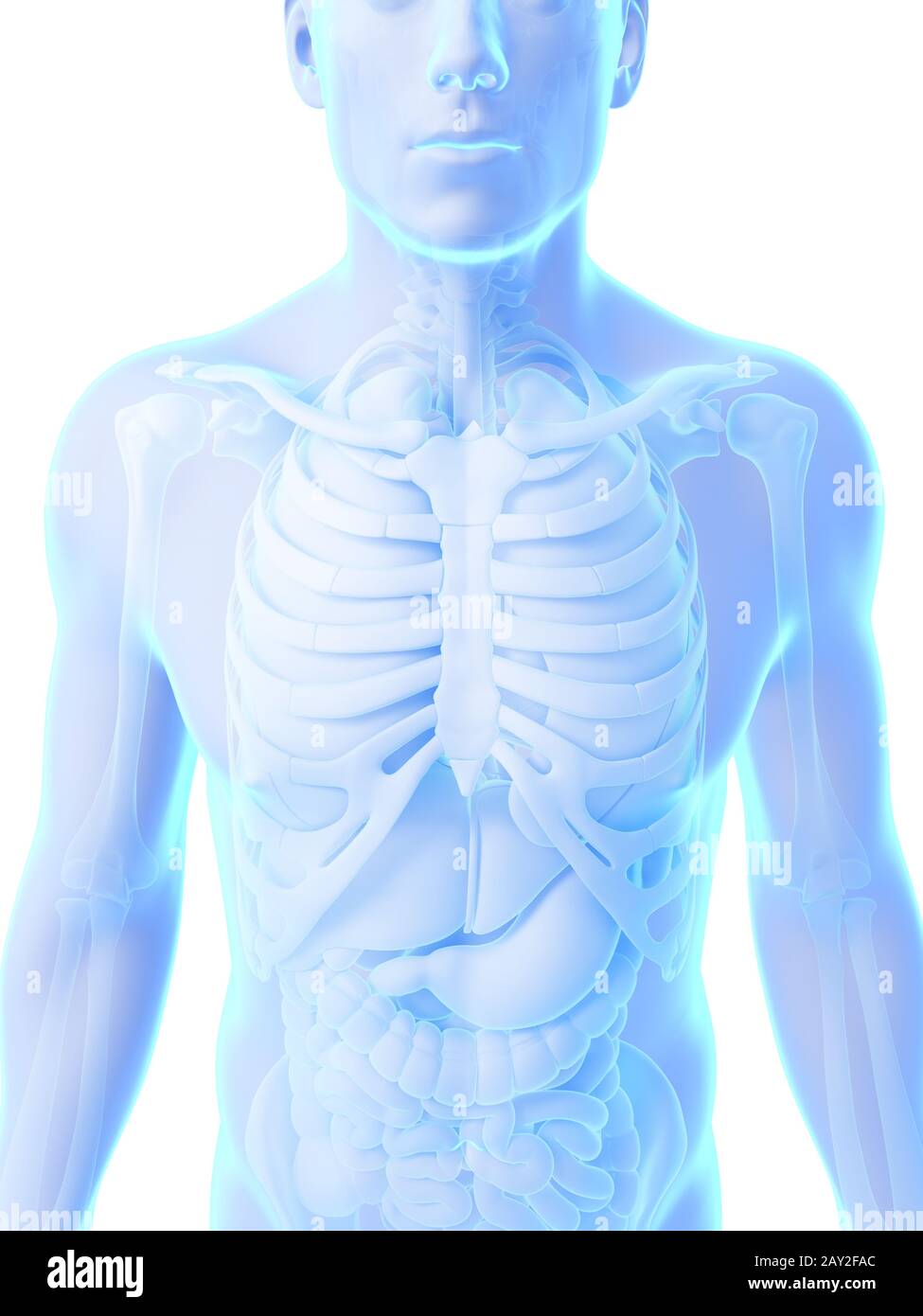 3D gerenderten Illustration - männliche Anatomie Stockfoto