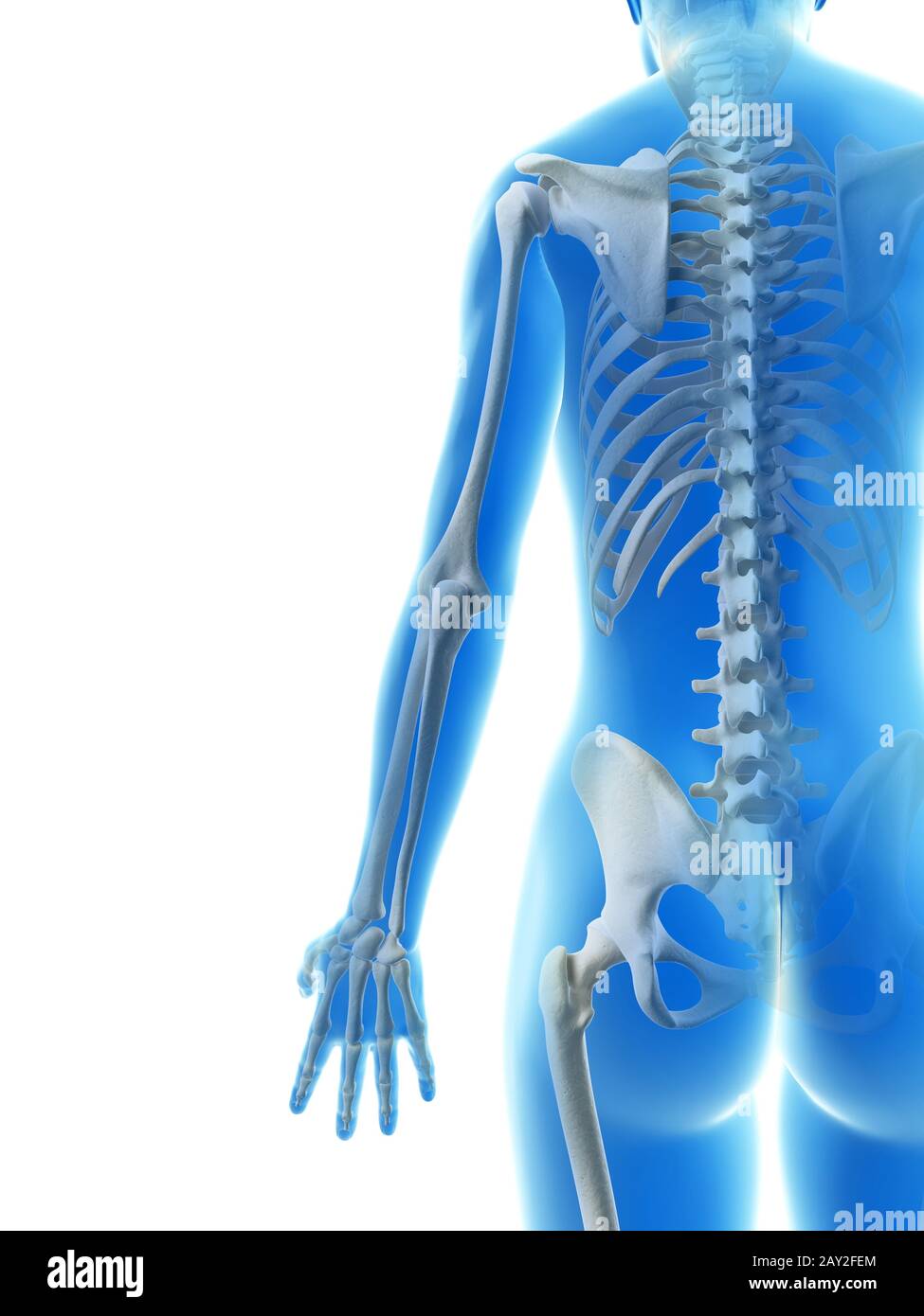 Abbildung der Arm Knochen gerendert Stockfoto