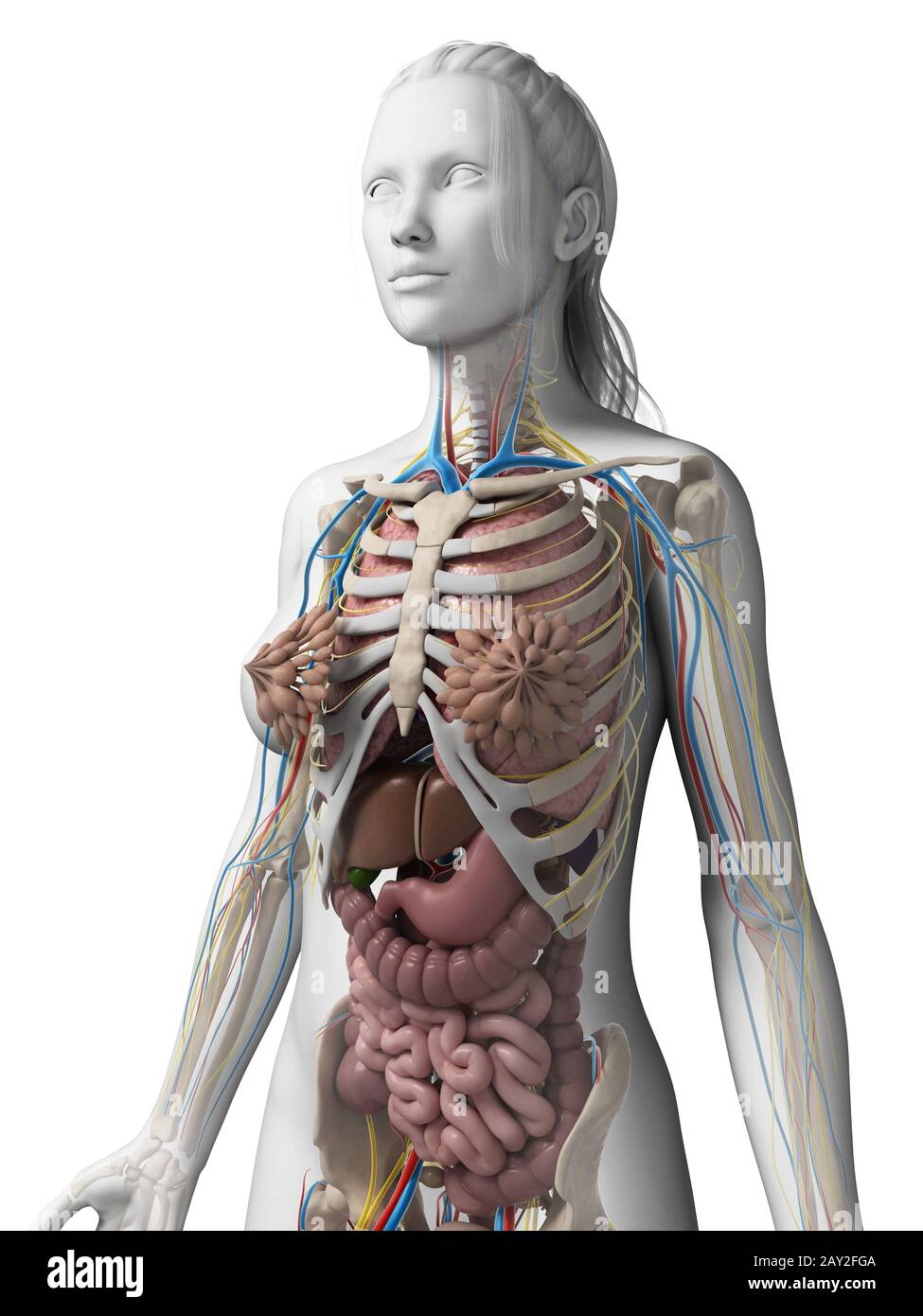 3D gerenderte Darstellung der weiblichen Anatomie Stockfoto