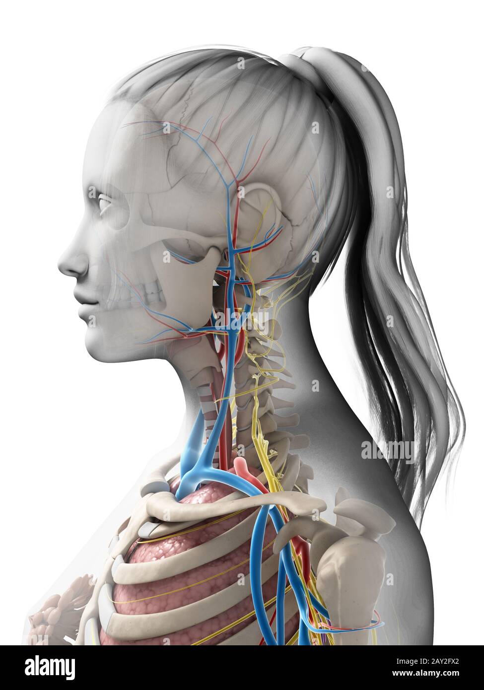 3D gerenderte Darstellung der weiblichen Anatomie Stockfoto