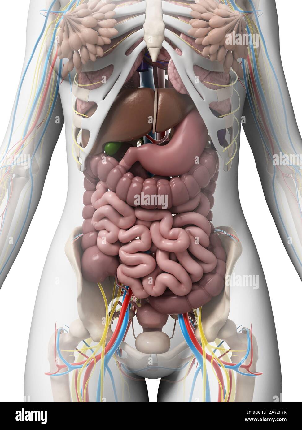 3D gerenderte Darstellung der weiblichen Anatomie Stockfoto