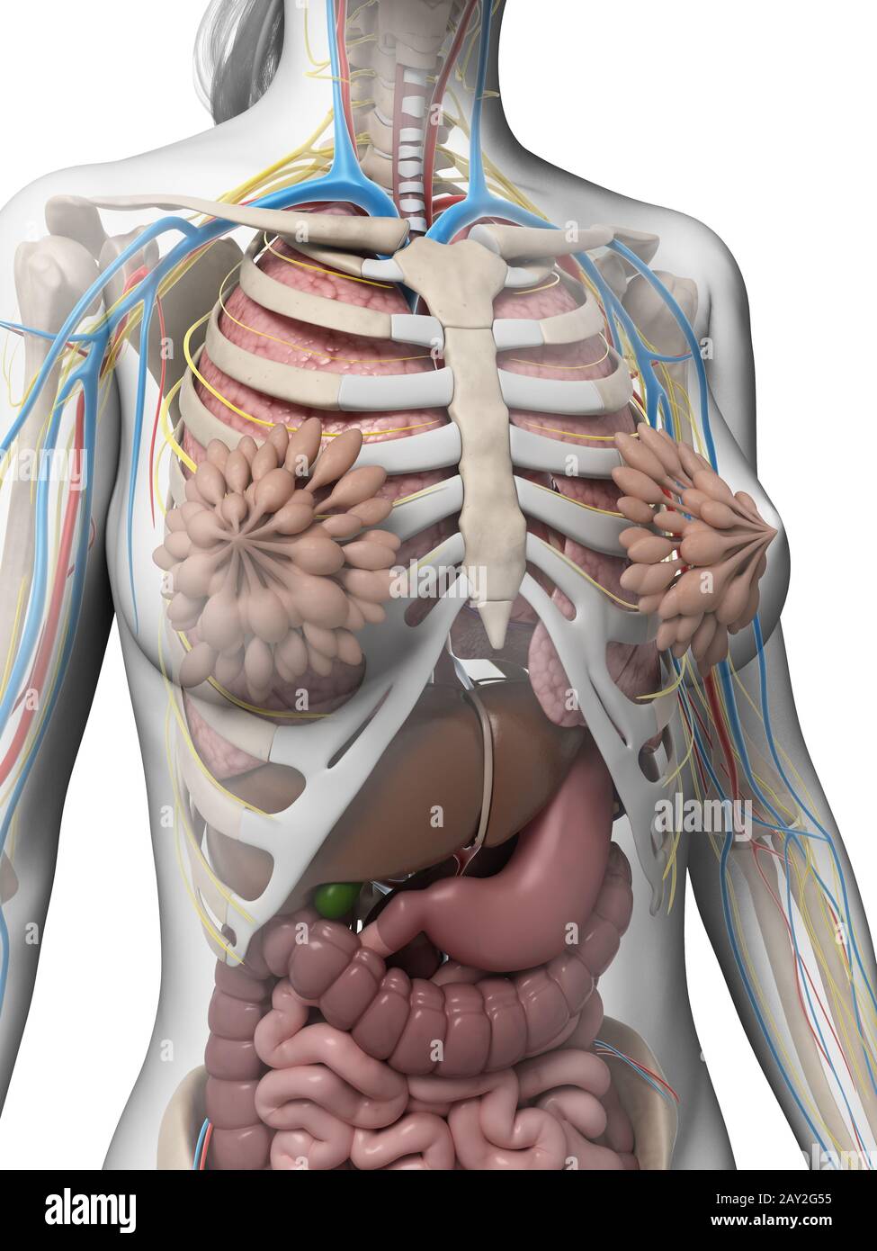 3D gerenderte Darstellung der weiblichen Anatomie Stockfoto