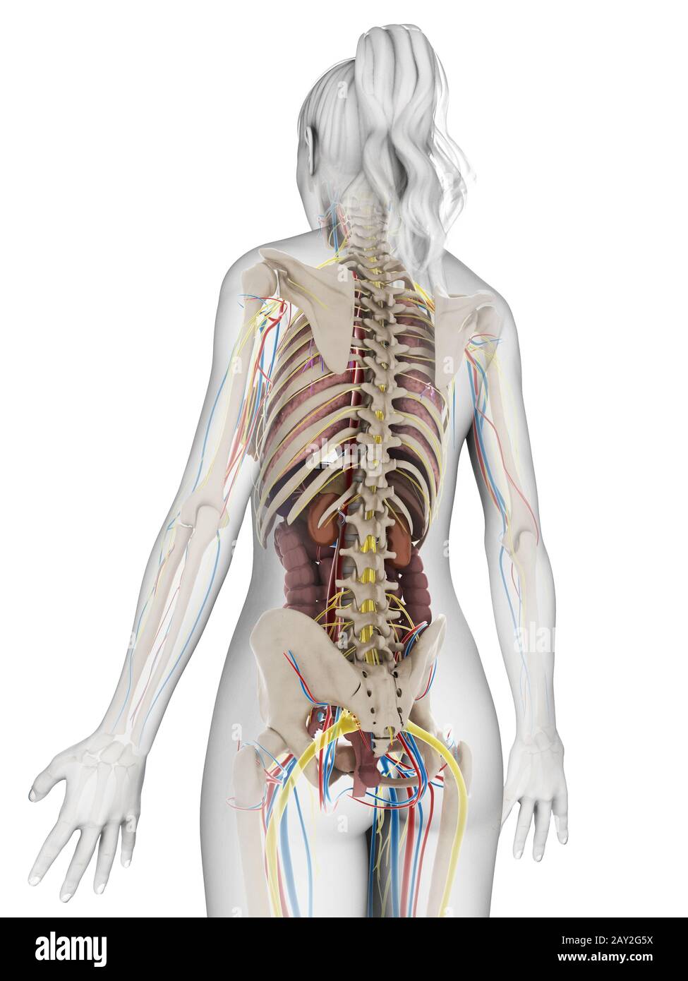 3D gerenderte Darstellung der weiblichen Anatomie Stockfoto