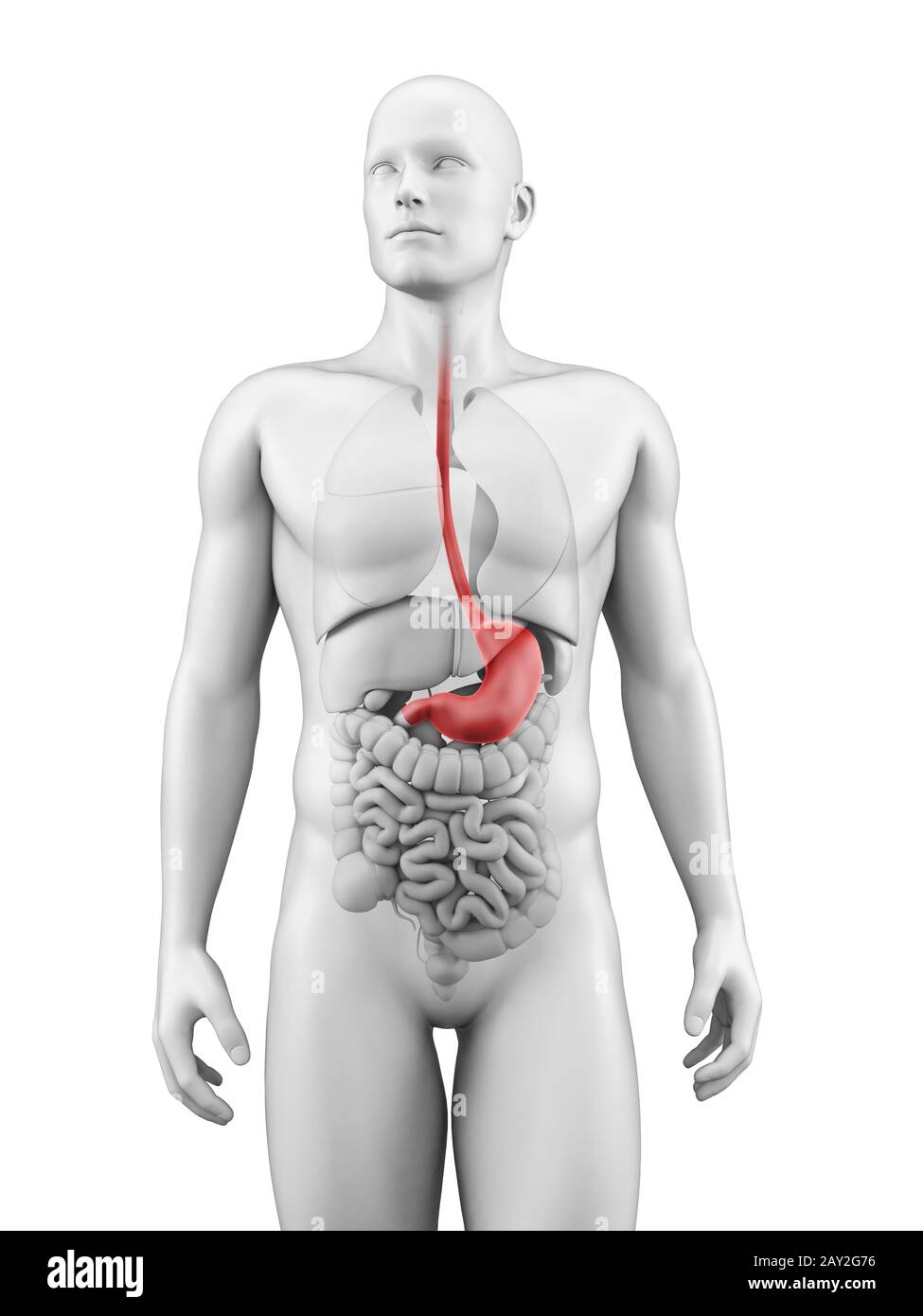 medizinische Illustration des Magens Stockfoto