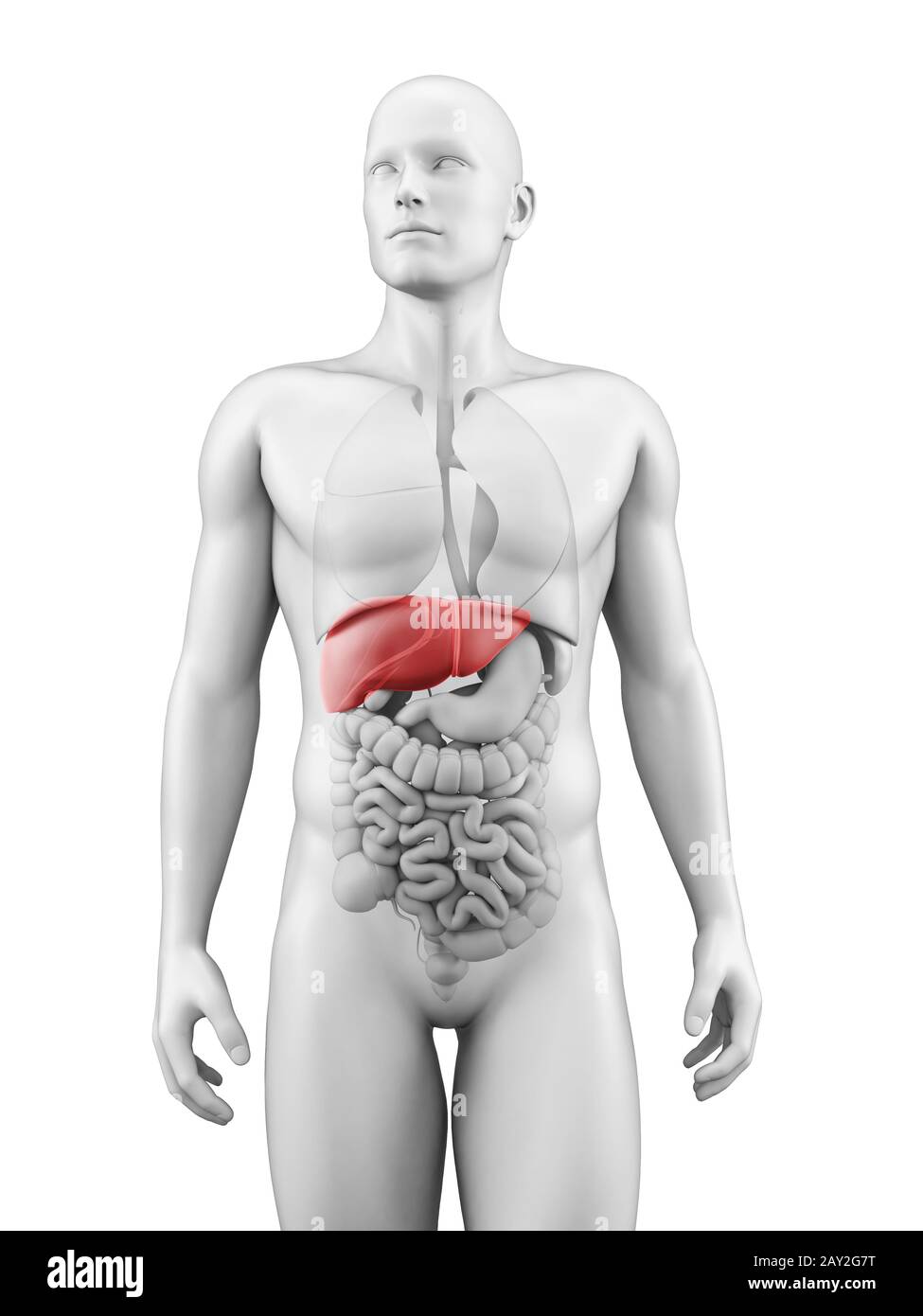 medizinische Illustration der Leber Stockfoto