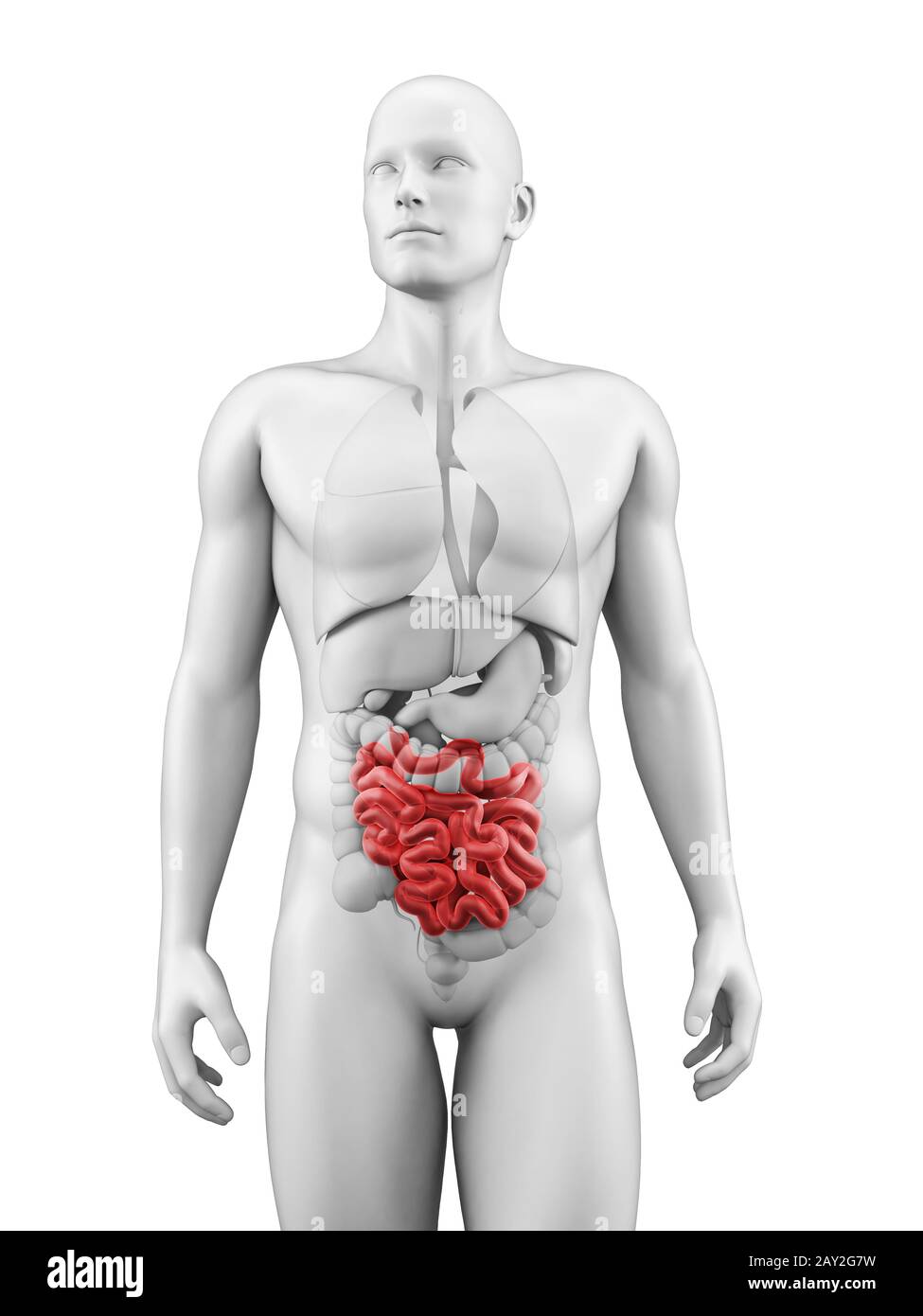 medizinische Illustration des Dünndarms Stockfoto