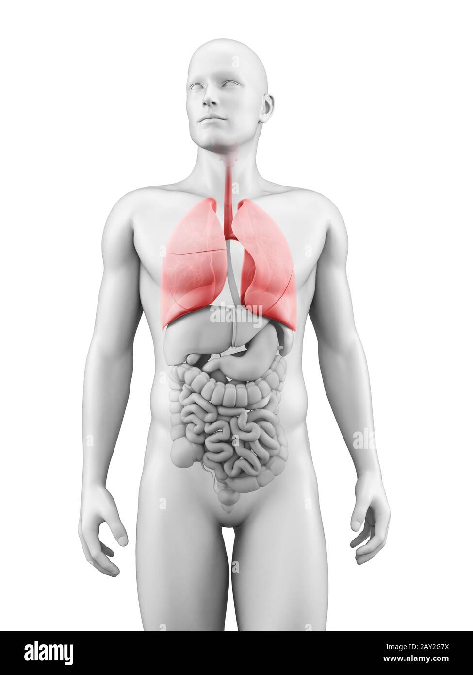 medizinische Illustration der Lunge Stockfoto