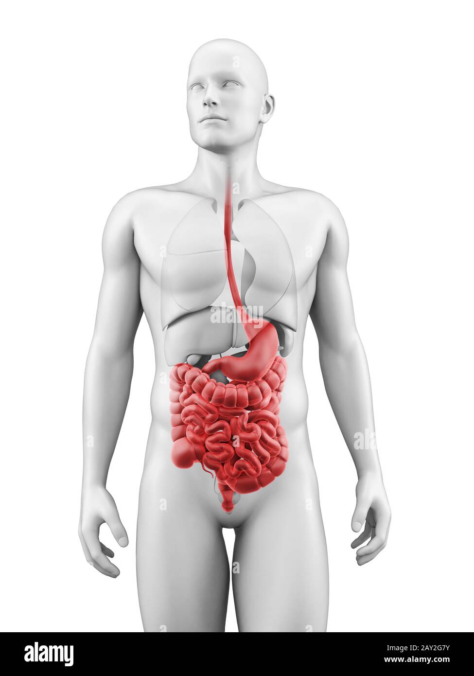 medizinische Illustration des Verdauungssystems Stockfoto