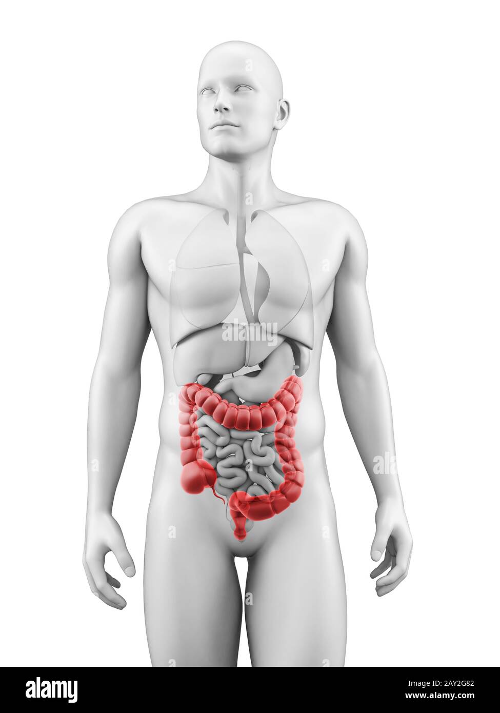 medizinische Illustration des Dickdarms Stockfoto