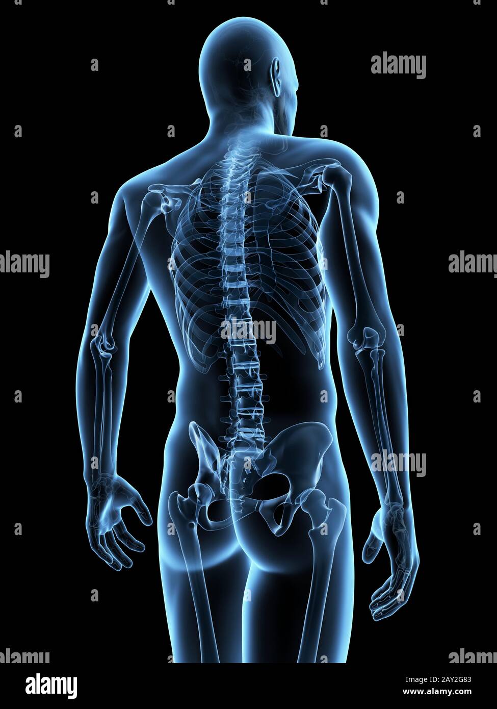 medizinische Illustration der männlichen Skelett Stockfoto
