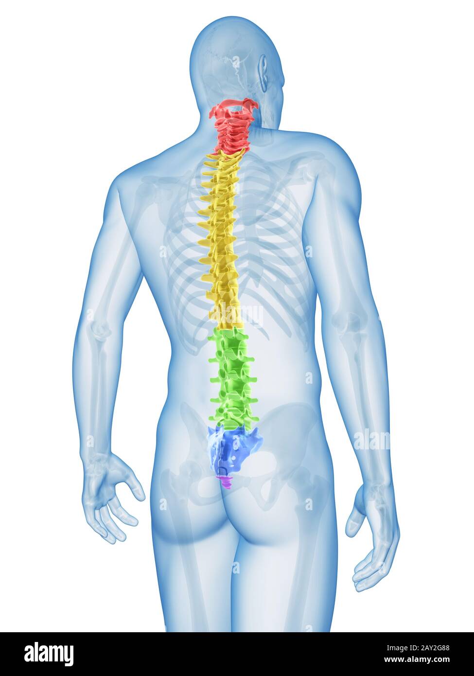 medizinische Illustration der Wirbelsäule Abschnitte Stockfoto