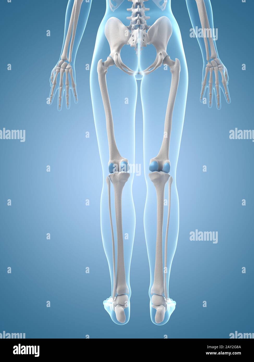 medizinische Illustration der Bein-bones Stockfoto