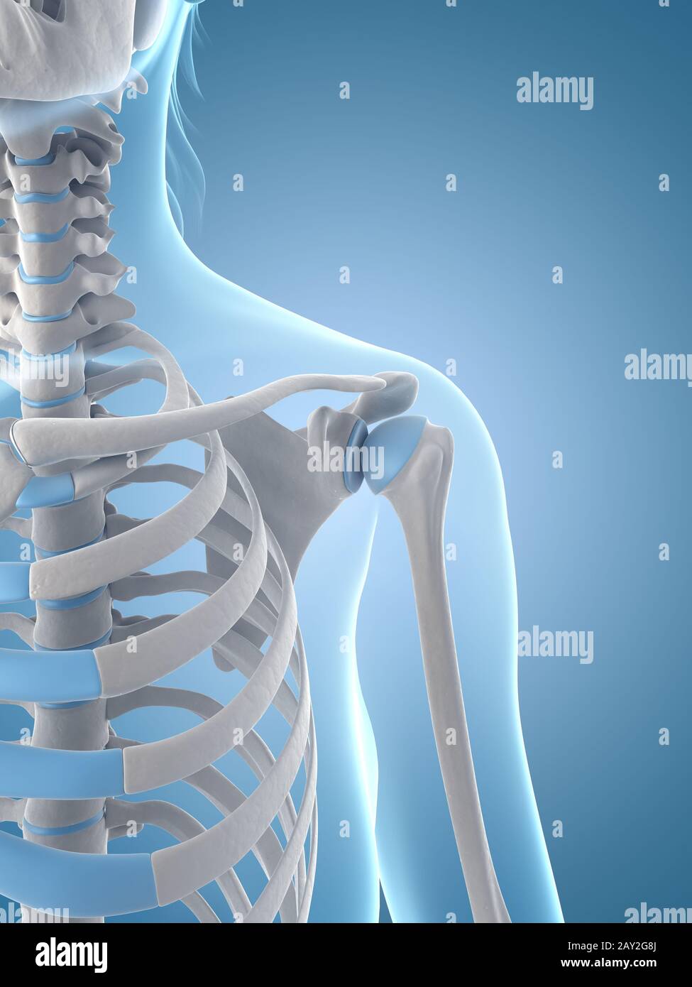 medizinische Illustration der Schulter Stockfoto