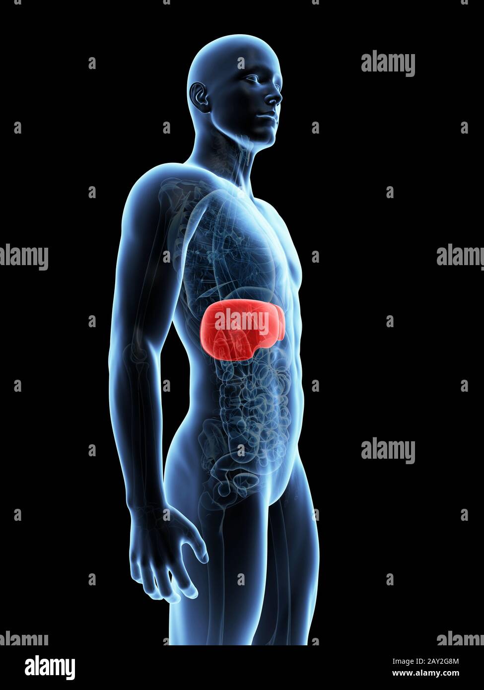 medizinische Illustration der Leber Stockfoto