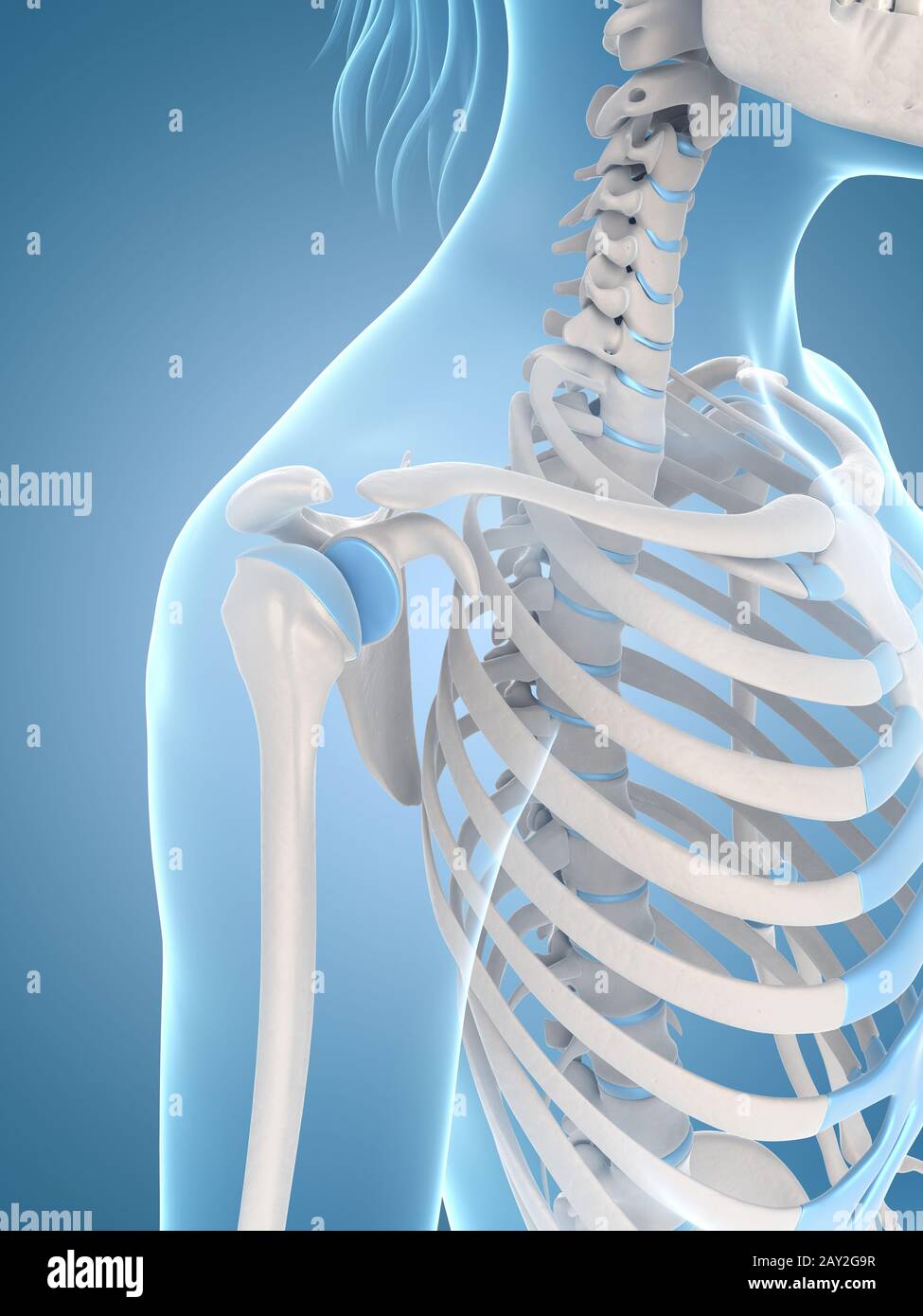medizinische Illustration der Schulter Stockfoto