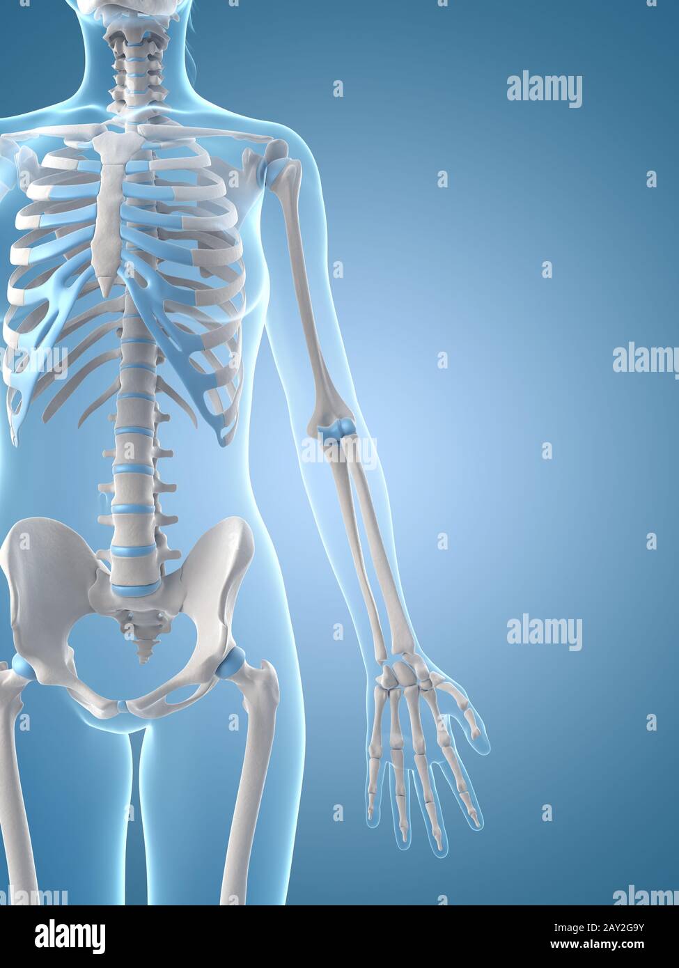 medizinische Illustration der weiblichen Skelett Stockfoto