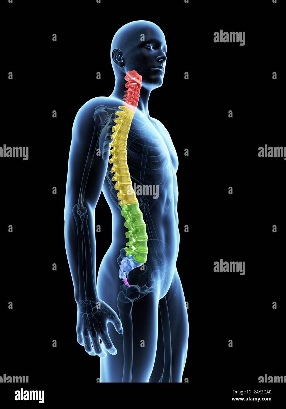 medizinische Illustration der Wirbelsäule Abschnitte Stockfoto