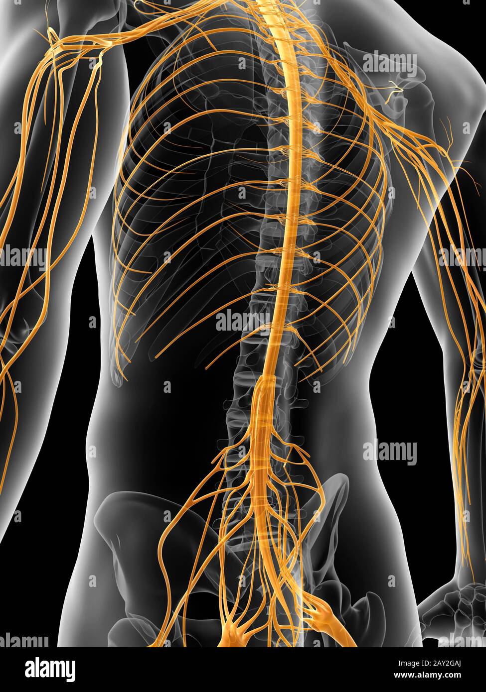 medizinische Illustration des Nervensystems Stockfoto