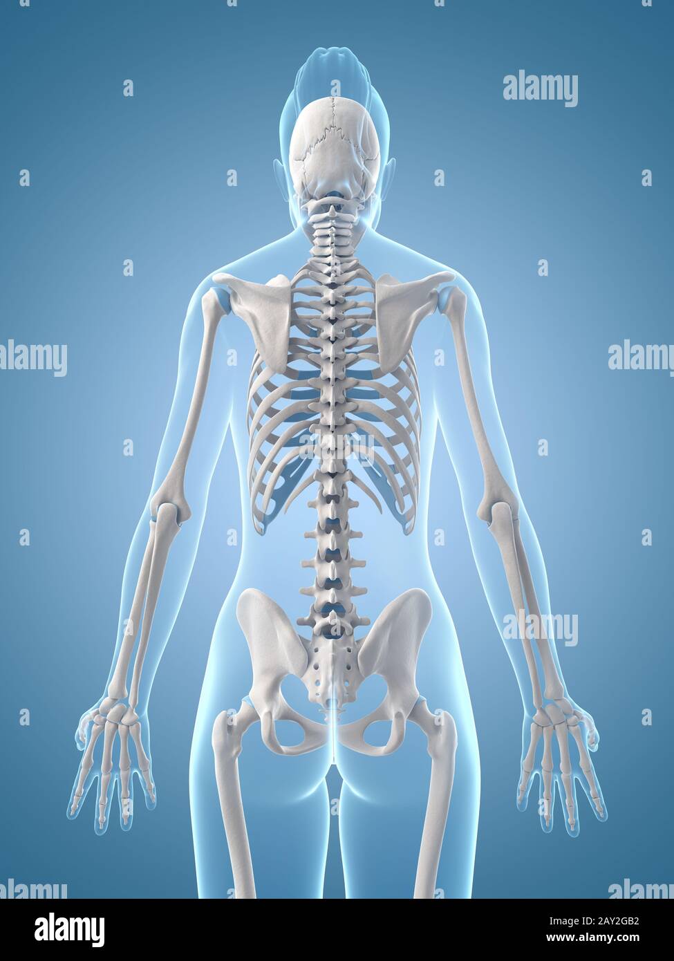 medizinische Illustration des Skeletts zurück Stockfoto