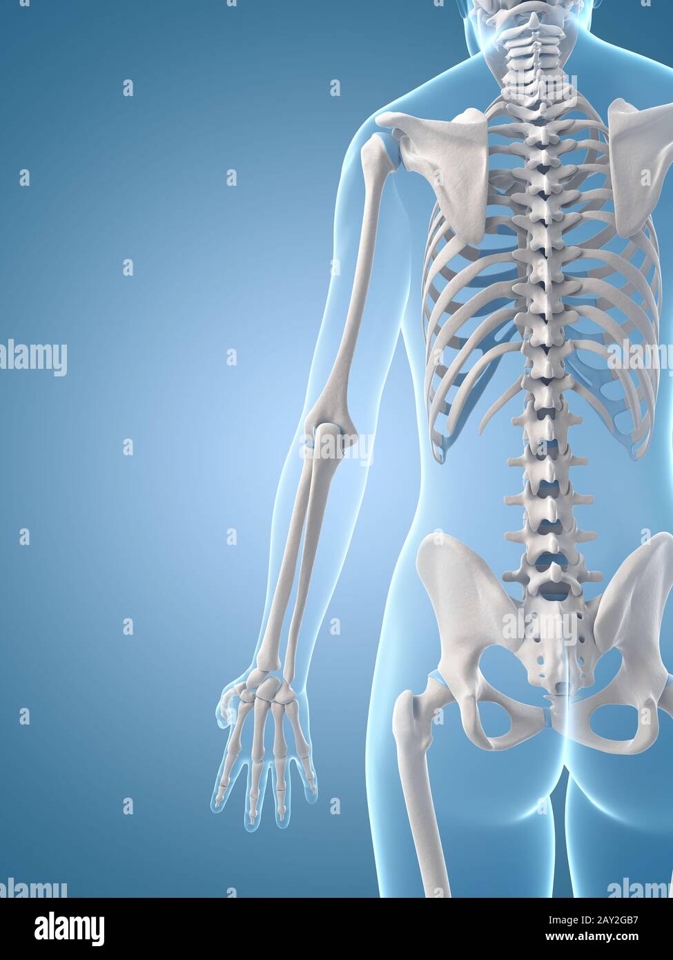 medizinische Illustration des Skeletts zurück Stockfoto