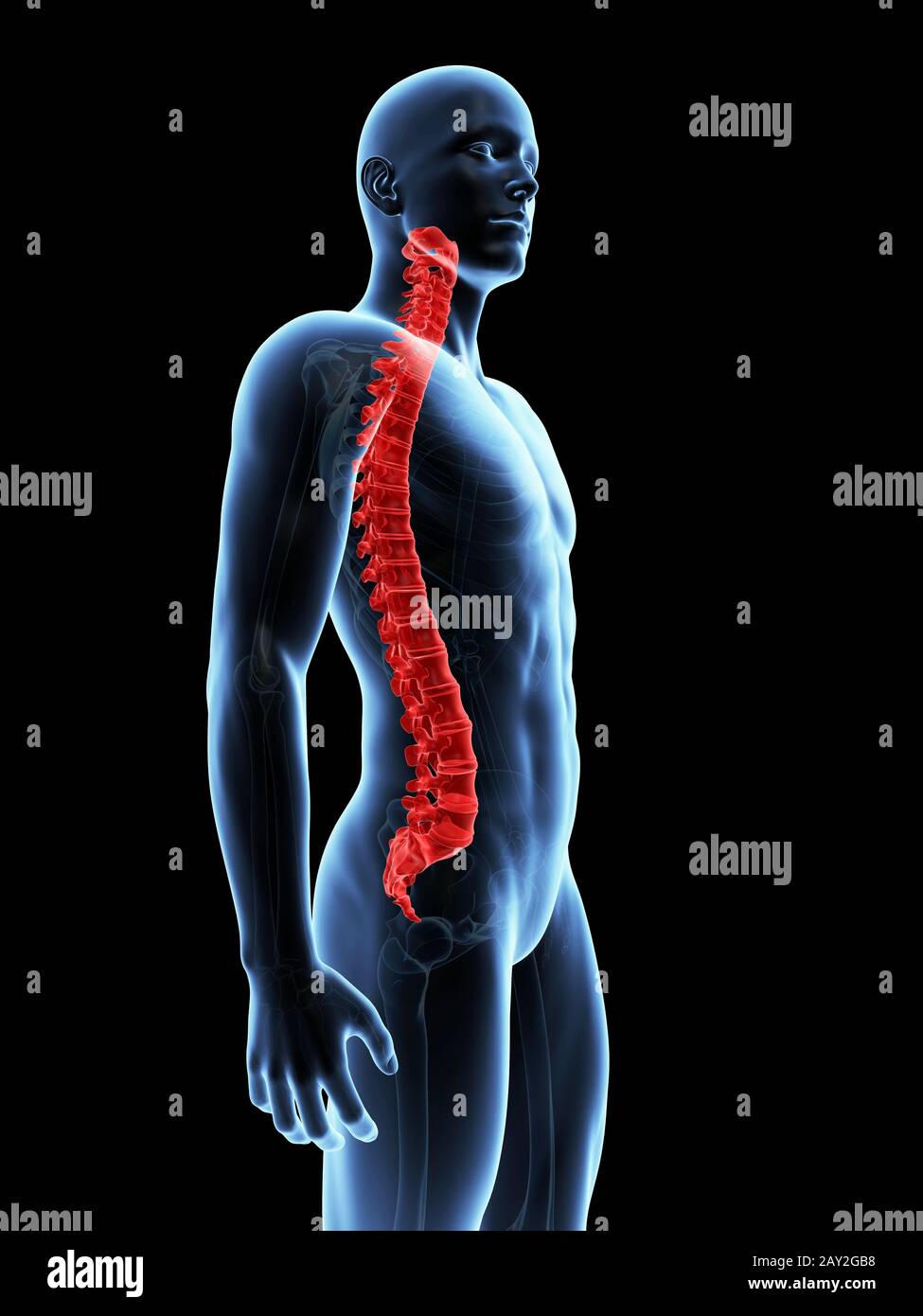 medizinische Illustration der Wirbelsäule Stockfoto