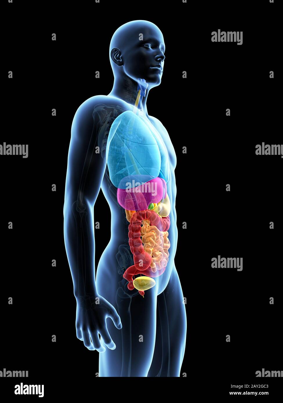 medizinische Illustration der Organe Stockfoto
