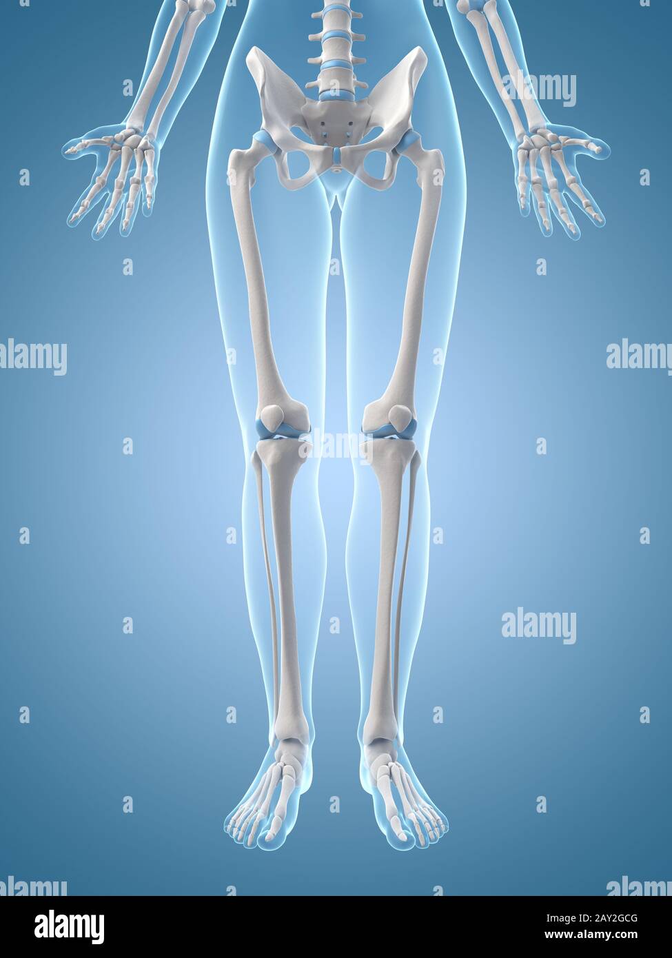 medizinische Illustration der Bein-bones Stockfoto