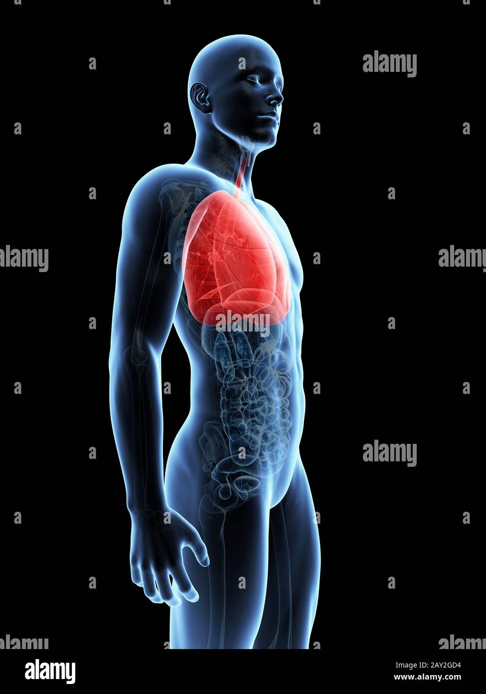 medizinische Illustration der Lunge Stockfoto