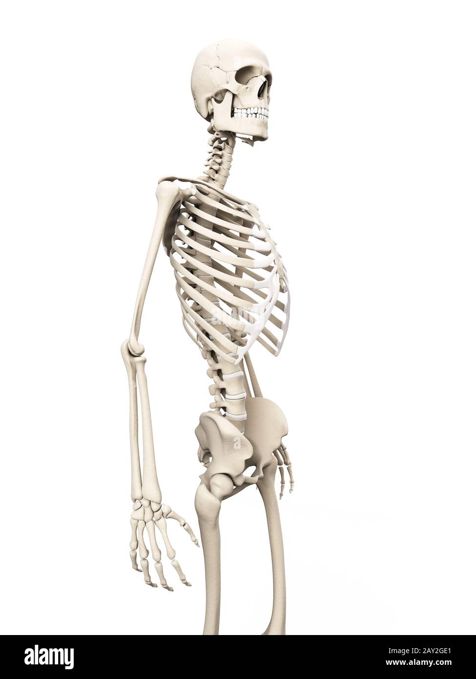 medizinische Illustration des Skeletts Stockfoto