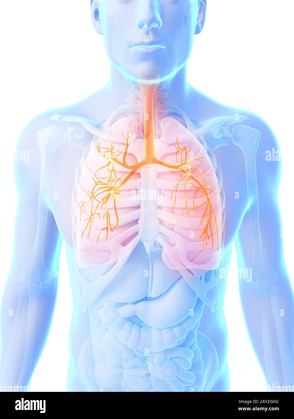 3D gerenderten Illustration - männliche Lunge Stockfoto
