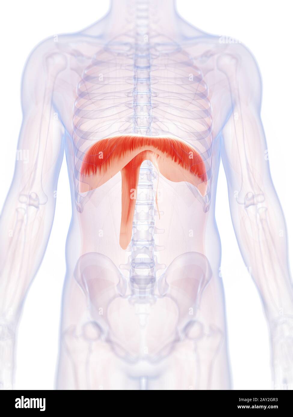 3D gerenderte Darstellung der menschlichen Membran Stockfoto