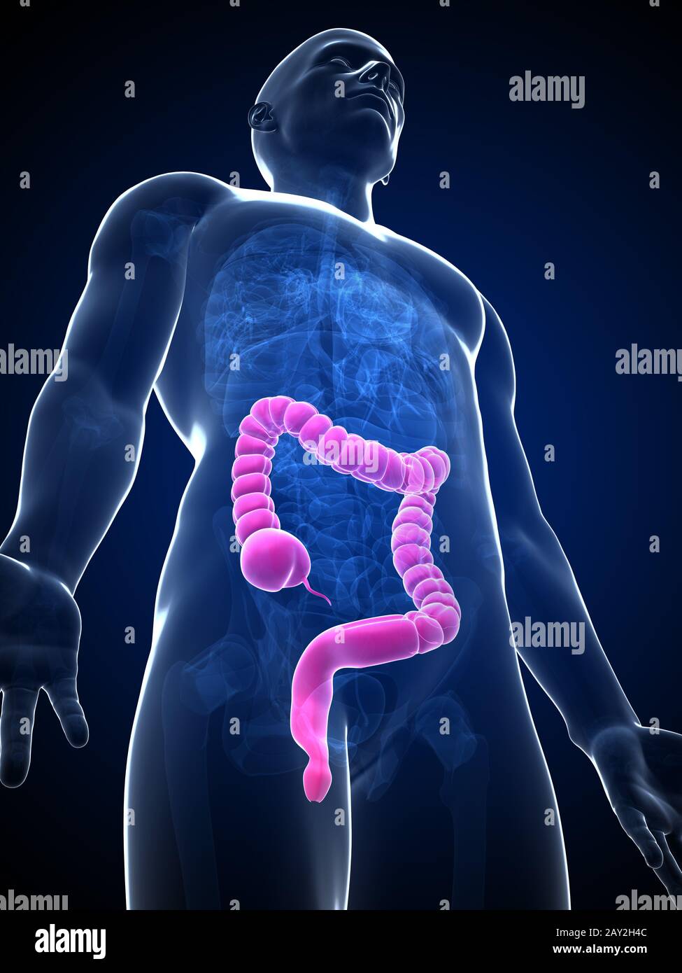 3D gerenderte Darstellung des männlichen Dickdarms Stockfoto