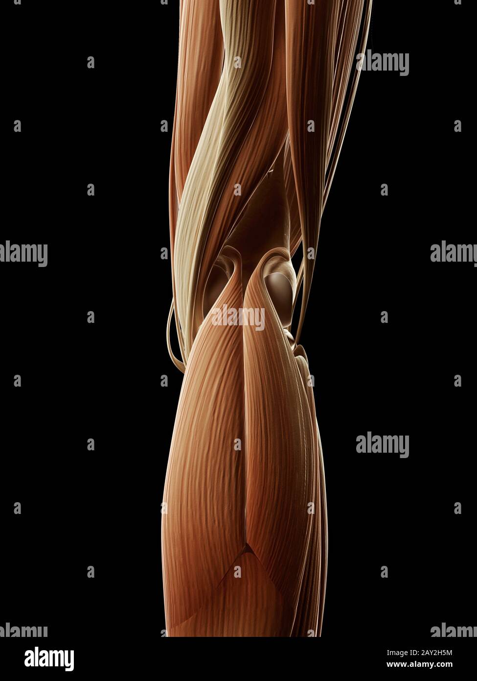 medizinische Illustration der Beinmuskulatur Stockfotografie Alamy