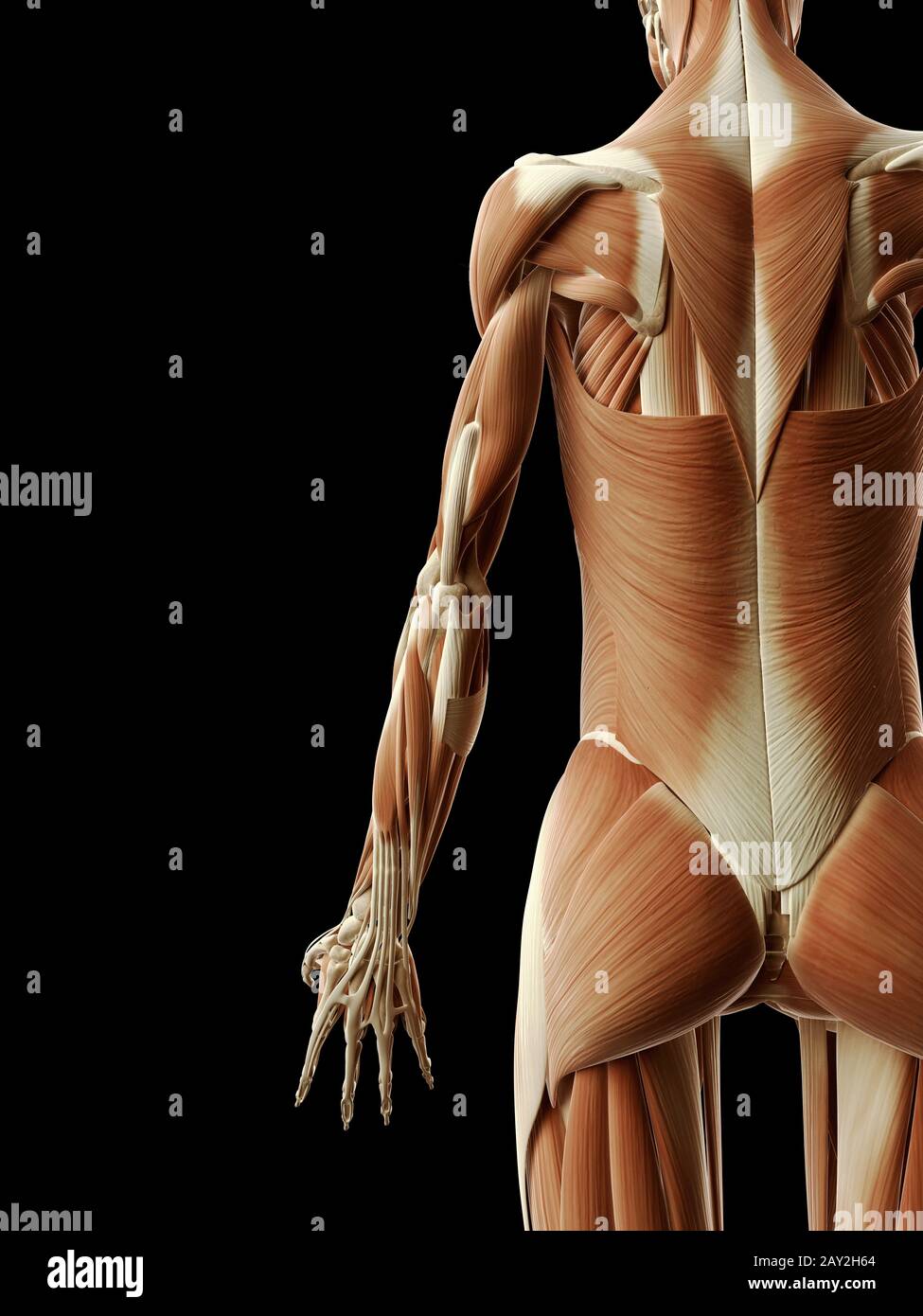 medizinische Illustration der Armmuskulatur Stockfoto