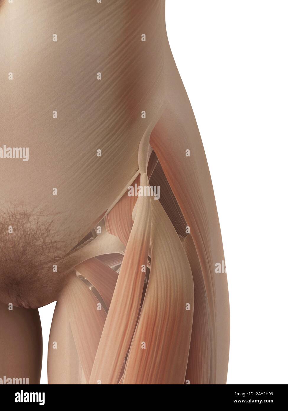 weibliche Muskeln der Hüfte und Oberschenkel Stockfoto weibliche Muskeln der Hüfte und Oberschenkel Stockfoto