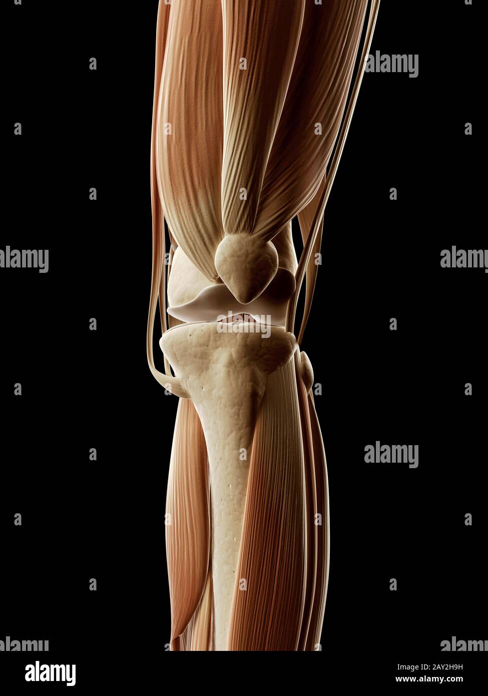 medizinische Illustration der Beinmuskulatur Stockfoto