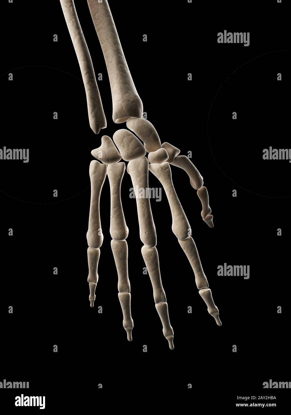 medizinische Illustration der Hand-bones Stockfoto