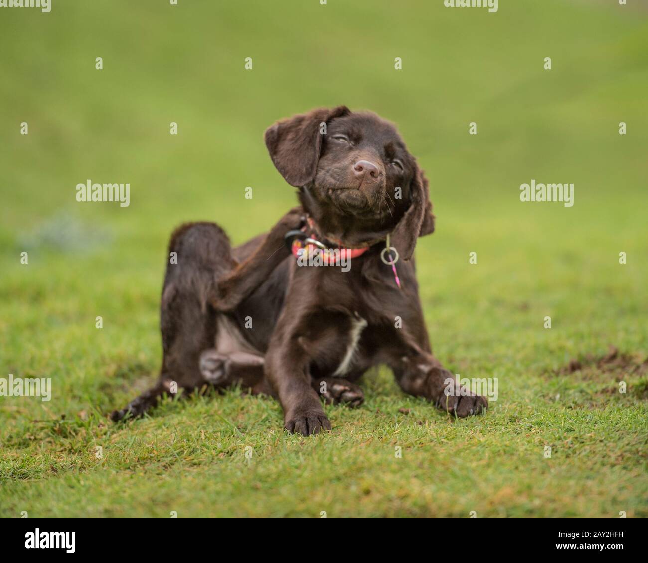 Labrador Hundewelpen kratzen Stockfoto