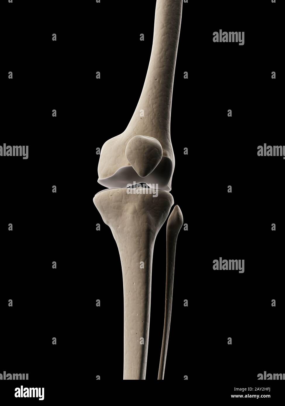 medizinische Illustration des Knies Stockfoto