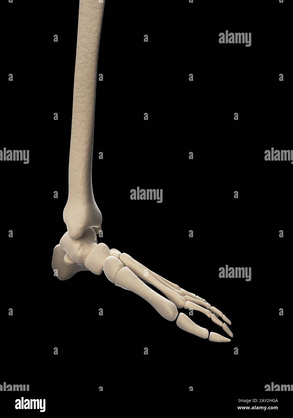 medizinische Illustration des skelettartigen Fußes Stockfoto