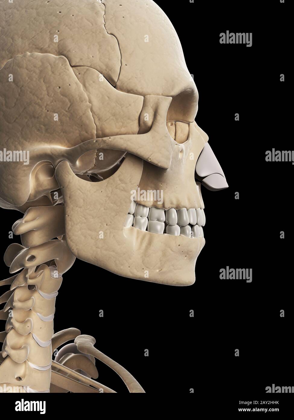 medizinische Illustration des Schädels und des Halses Stockfoto