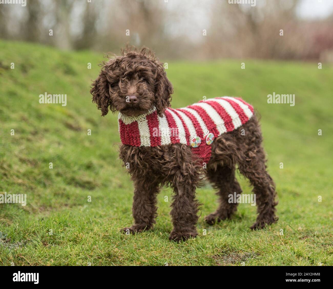 Labradoodle Welpe in einem gestrickten Hundemantel Stockfoto