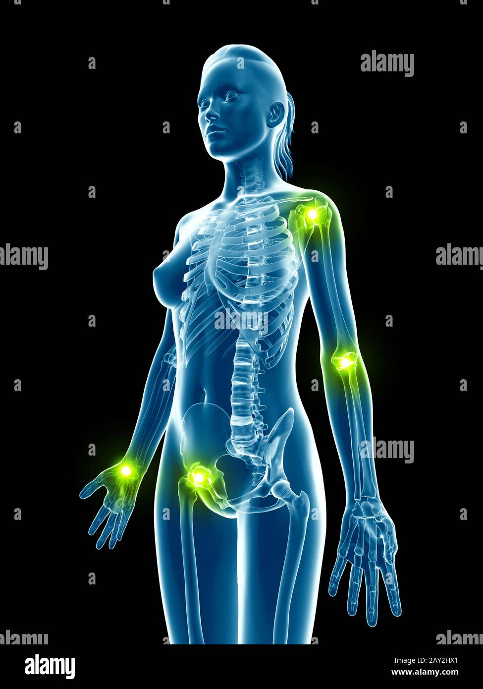 transparente weibliches Skelett - Oberkörper Stockfoto
