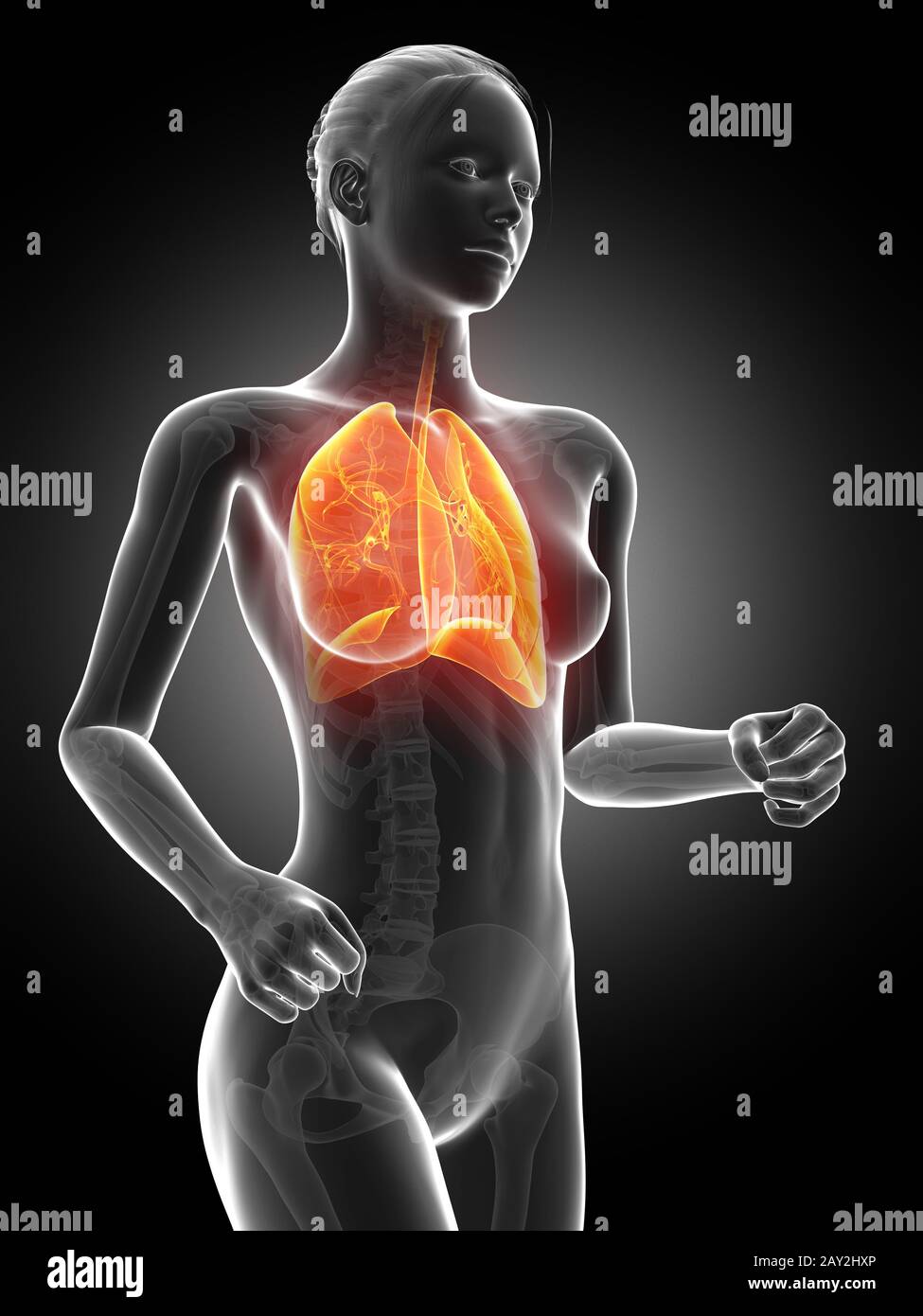 3D gerenderte Abbildung - laufende Womane Lunge Stockfoto