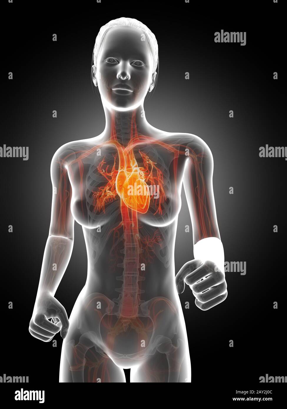 3D gerenderte Illustration - das Herz laufender Frauen Stockfoto