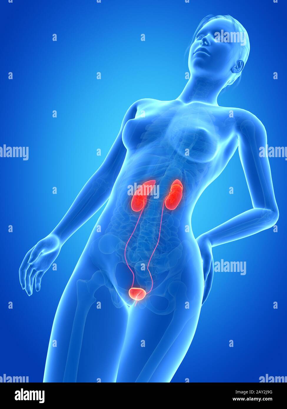 Medizinische 3D-Darstellung - Anatomie der Frau - Harnsystem Stockfoto