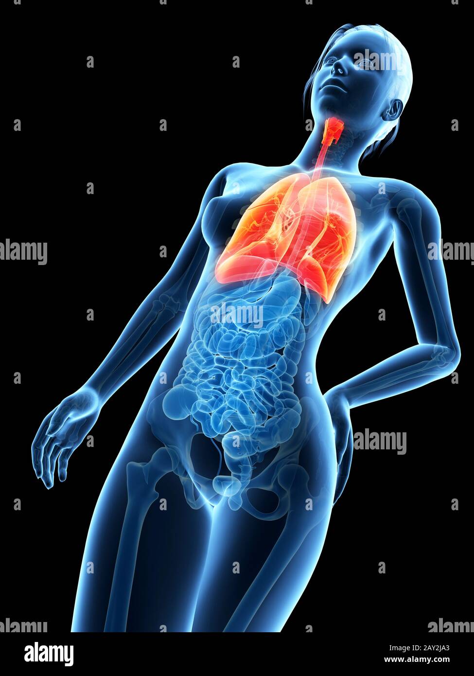 Medizinische 3D-Darstellung - Anatomie der Frau - Lunge Stockfotografie