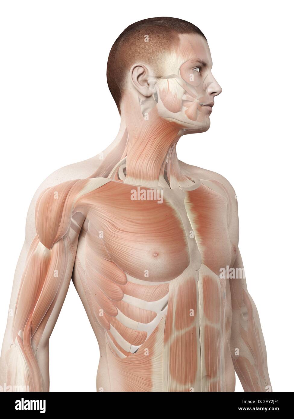 Medizinische 3D-Darstellung - Muskelsystem männlich - Oberkörper Stockfoto