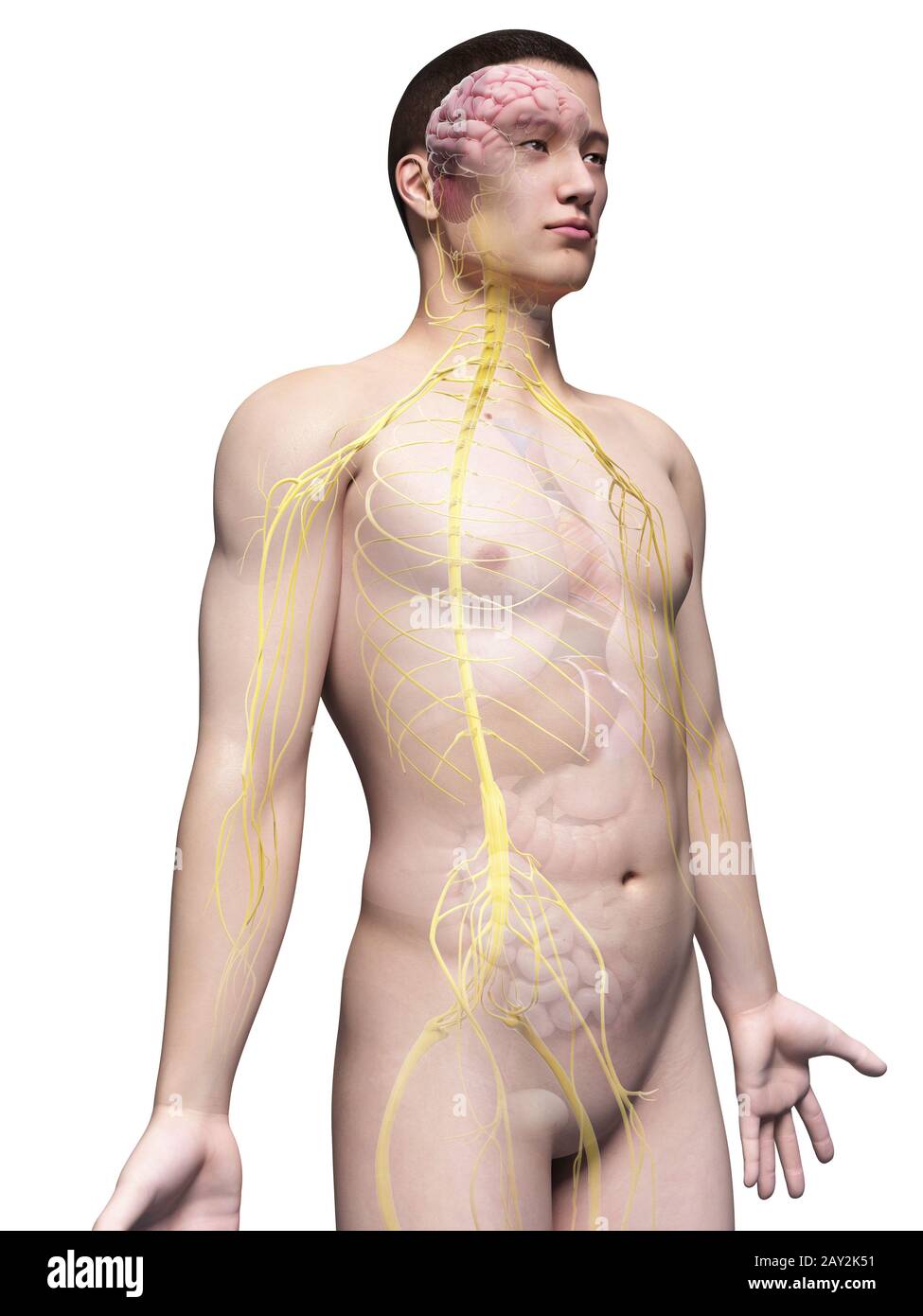 asiatische Anatomie Stockfoto