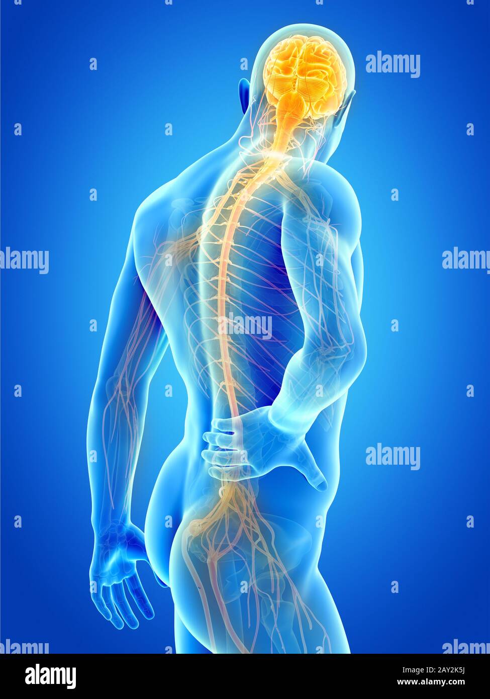 Rückenschmerzen Stockfoto